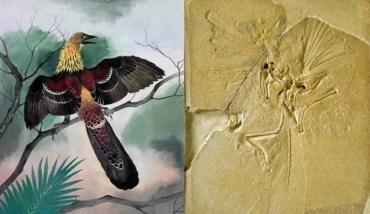 Archaeopteryx flying dinosaur
