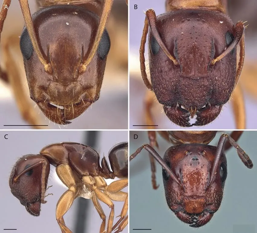 Camponotus-yogi-full-face-dorsal-views-of-head-A-B-D-and-lateral-view-of-body-C