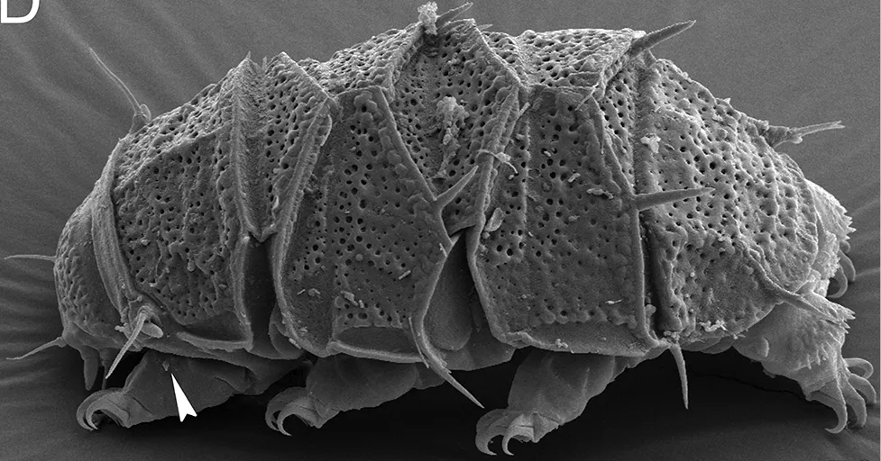 Echiniscus_succineus-tardigrade