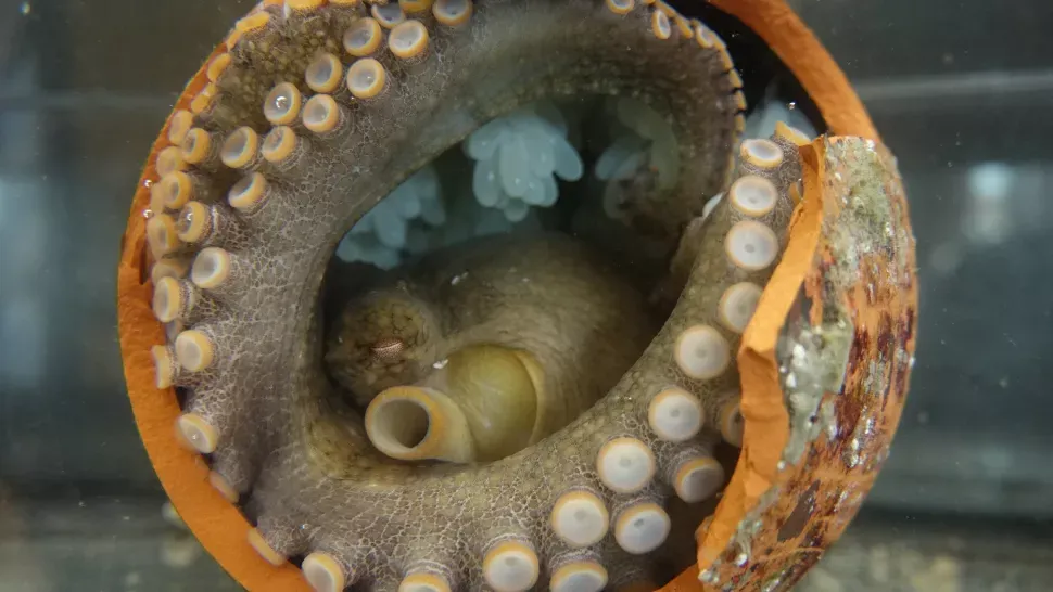 Octopus