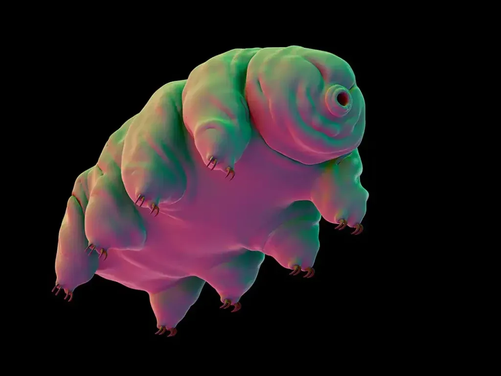water_bear_tardigrade